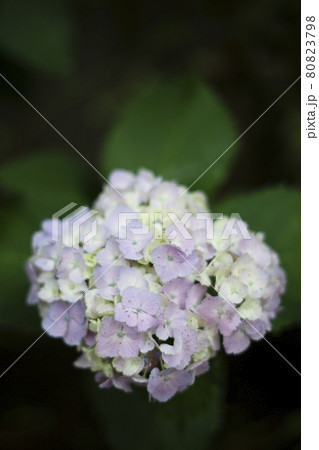 散歩道の発見 地元 身近な景色 パステルカラーの小さな一輪のあじさい 散歩道の発見 地元 身近な景色 パステルカラーの小さな一輪のあじさい 80823798