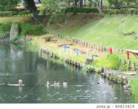 阿蘇中央公園の池に佇むマガモ　熊本県阿蘇市小里 80823829