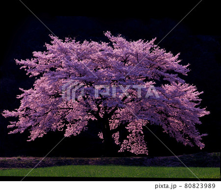夕日に染まる一本桜（栃木県）の写真素材 [80823989] - PIXTA