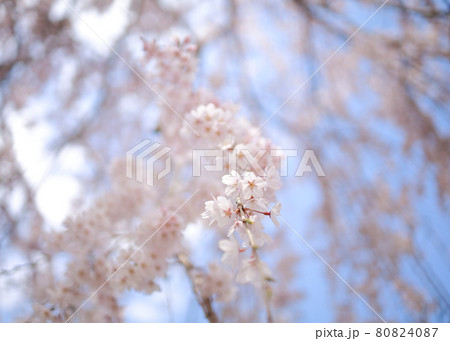 春に咲くピンク色の枝垂れ桜のズームアップ 広島県三原市三景園 春に咲くピンク色の枝垂れ桜のズームアップ 広島県三原市三景園 80824087