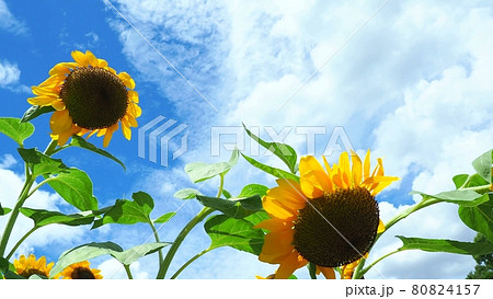 青空と満開のヒマワリ 青空と満開のヒマワリ 80824157