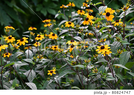 ルドベキア・タカオ 80824747