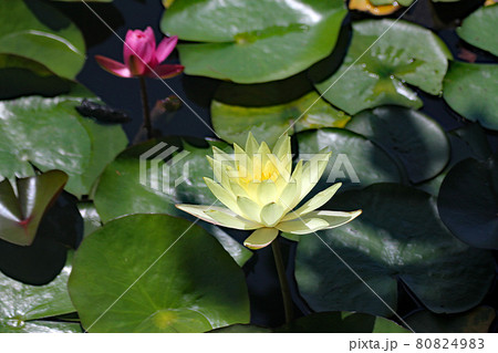 夏真っ盛り 行船公園の睡蓮 夏真っ盛り 行船公園の睡蓮 80824983