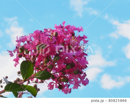 サルスベリの花 サルスベリの花 80825866