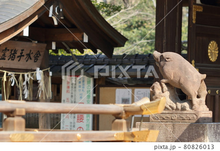 京都、護王神社の狛猪と手水舎が見える風景 80826013