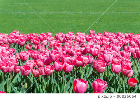 Fields of red tulips with green grass on background. Fields of red tulips with green grass on background. 80826064