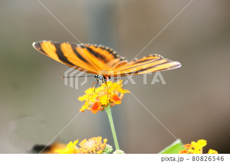 butterfly 80826546