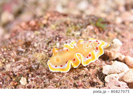 石垣島のアカテンイロウミウシ　その⑲ 80827075