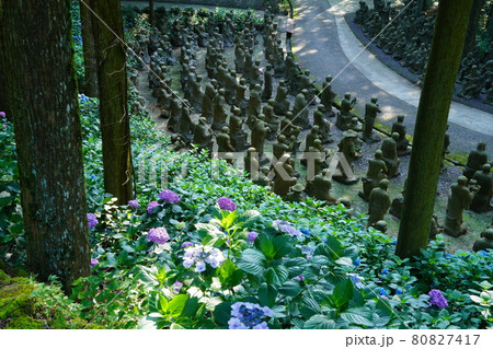 四国霊場66番札所雲辺寺のアジサイと五百羅漢像 80827417