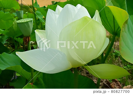 白い蓮の花 白い蓮の花 80827700