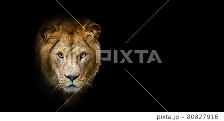 Close Lion portrait on black background Close Lion portrait on black background 80827916