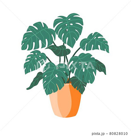 ボタニカル素材モンステラの鉢植えのイラスト素材