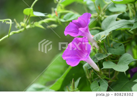 アサガオ（朝顔） 80828302
