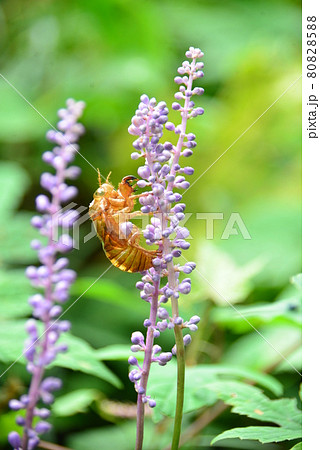紫色の穂状花 ヤブランとセミの脱け殻 紫色の穂状花 ヤブランとセミの脱け殻 80828588