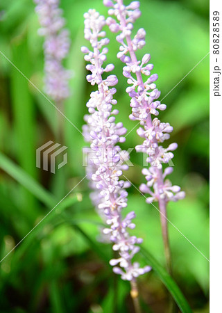 紫色の穂状花 ヤブラン 紫色の穂状花 ヤブラン 80828589