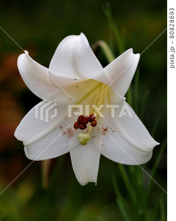 一輪の白百合の花のクローズアップ 80828693