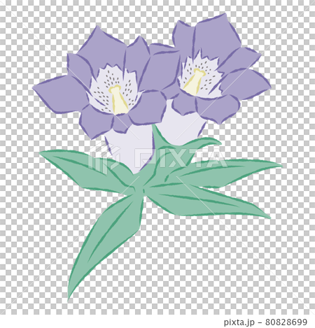 Illustration of gentian Illustration of gentian 80828699
