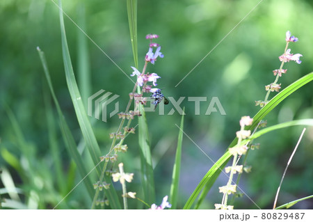 幸せを呼ぶ青い蜂（ブルービー）・ルリモンハナバチ 80829487