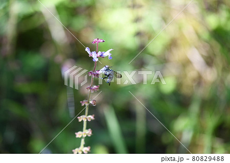 幸せを呼ぶ青い蜂（ブルービー）・ルリモンハナバチ 80829488