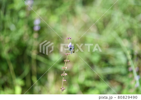 幸せを呼ぶ青い蜂(ブルービー)・ルリモンハナバチ 幸せを呼ぶ青い蜂(ブルービー)・ルリモンハナバチ 80829490