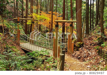 神奈川県立七沢森林公園 沢のさんぽ道5号橋と紅葉 神奈川県立七沢森林公園 沢のさんぽ道5号橋と紅葉 80829497