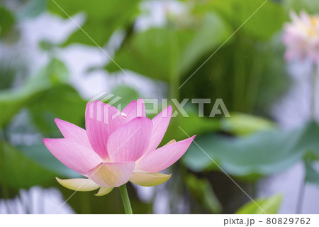 蓮の花 80829762