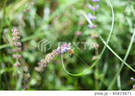 スジボソフトハナバチ（筋細太花蜂） 80829871