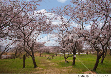 琵琶湖国定公園 西の湖園地の桜2021 琵琶湖国定公園 西の湖園地の桜2021 80829972
