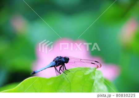 大賀ハス 80830225