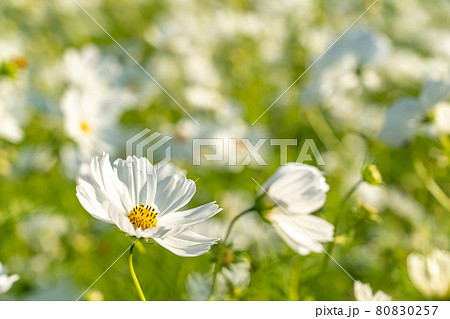 秋の白いコスモス 80830257