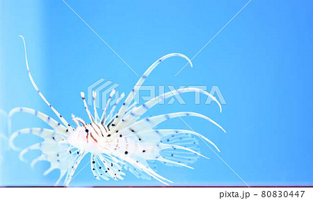 ミノカサゴ　海　生き物 80830447