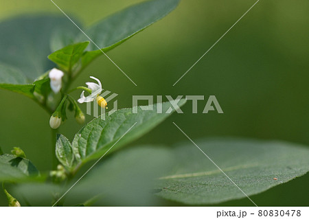 イヌホウズキの白いナスに似た花は緑の背景と対照的な色 の写真素材