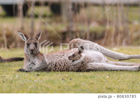 Mother Kangaroo with her Joey Mother Kangaroo with her Joey 80830785