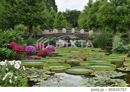 【滋賀】水生みずの森 パラグアイオムニバス 80830787
