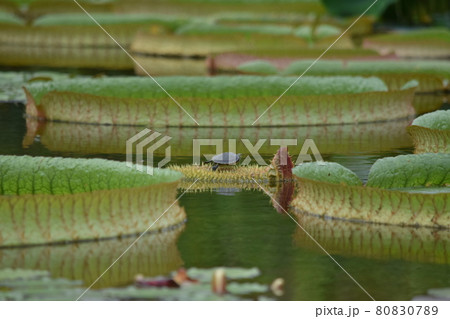 【滋賀】水生みずの森 パラグアイオムニバス 80830789
