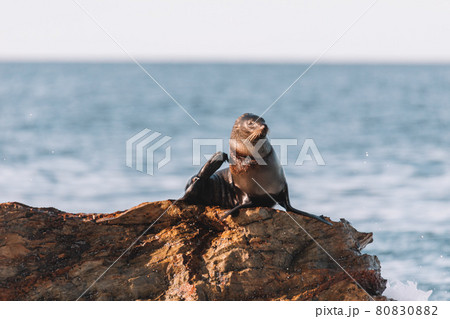 Fur seal sitting on a rock. Fur seal sitting on a rock. 80830882