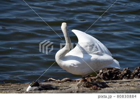 オオハクチョウ成鳥1羽。羽繕い。日向ぼっこ。日本。千葉県。2021年3月。 80830884