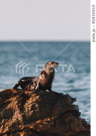 Fur seal sitting on a rock. 80830910