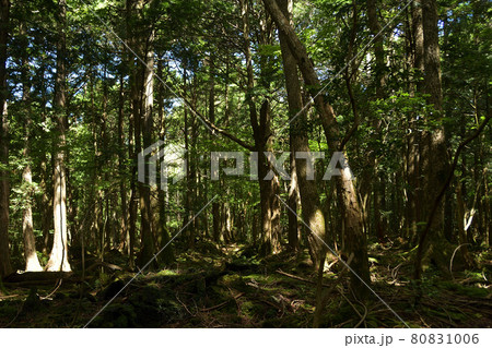 青木ヶ原樹海 青木ヶ原樹海 80831006
