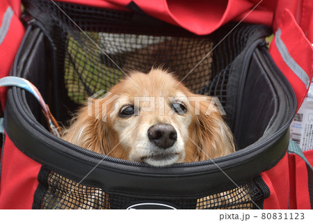 ペットキャリーから顔を出す犬 80831123