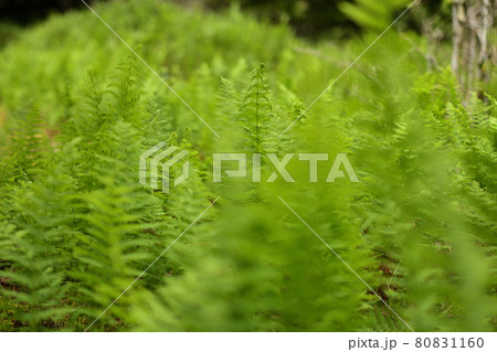 シダの群生 シダの群生 80831160