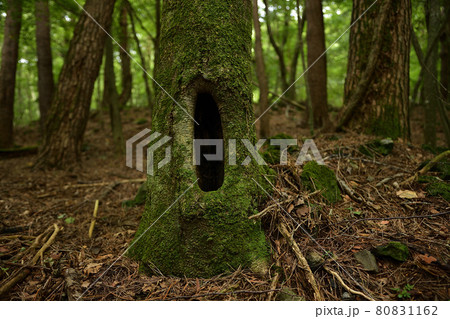 口のような穴の開いた樹木 80831162
