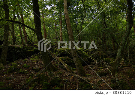 青木ヶ原樹海 80831210