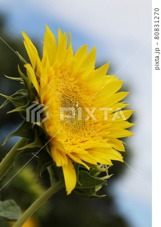 夏の花ひまわり 80831270