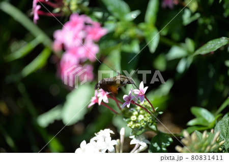 蜜を吸う蜂 蜜を吸う蜂 80831411