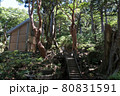 屋久杉の巨木に囲まれる高塚小屋 80831591