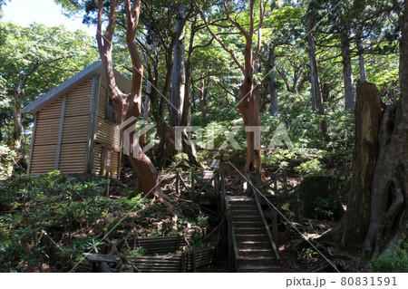 屋久杉の巨木に囲まれる高塚小屋 屋久杉の巨木に囲まれる高塚小屋 80831591