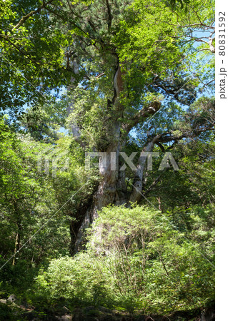 屋久島縄文杉 屋久島縄文杉 80831592