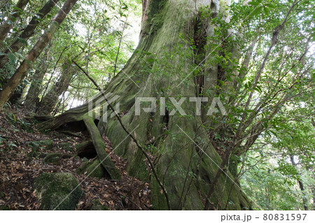 屋久島弥生杉 屋久島弥生杉 80831597