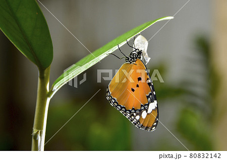 蝶 チョウ 蝴蝶 80832142